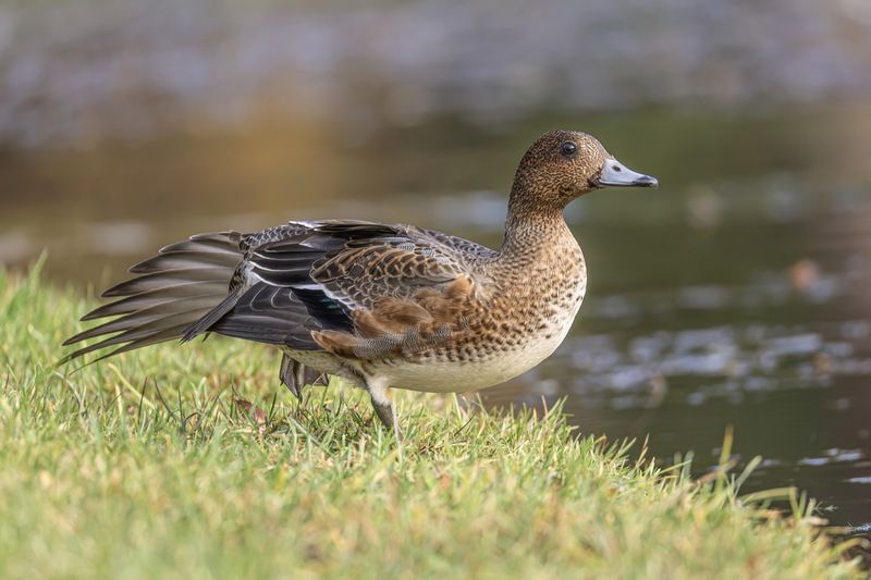 свиязь, утка, птицы Гимнастика свиязя фото превью