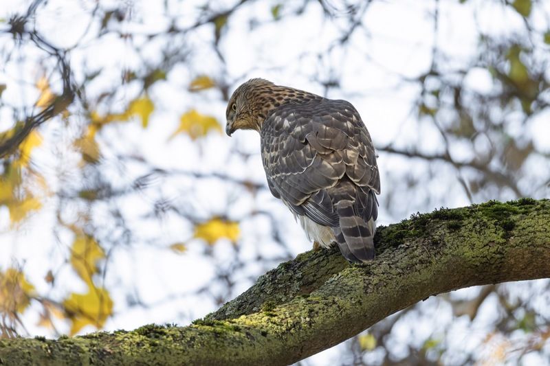 ястреб тетеревятник, ястреб, тетеревятник, птицы, ястреб-тетеревятник, хищники, хищная птица. hawk, birds, goshawk Выслеживание мыши фото превью