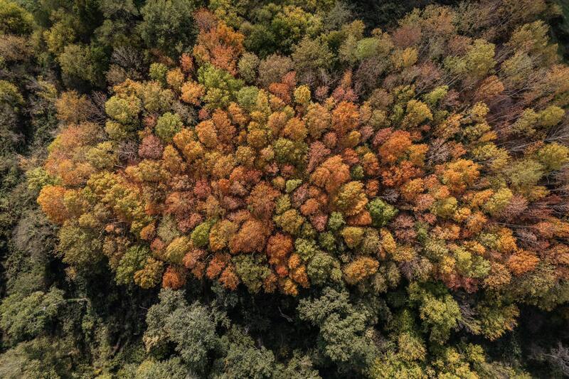 georgia, autumn, fall, trees, drone, dji, mavic air 2s, bird view, landscape, travel, photography, colors Autumn фото превью