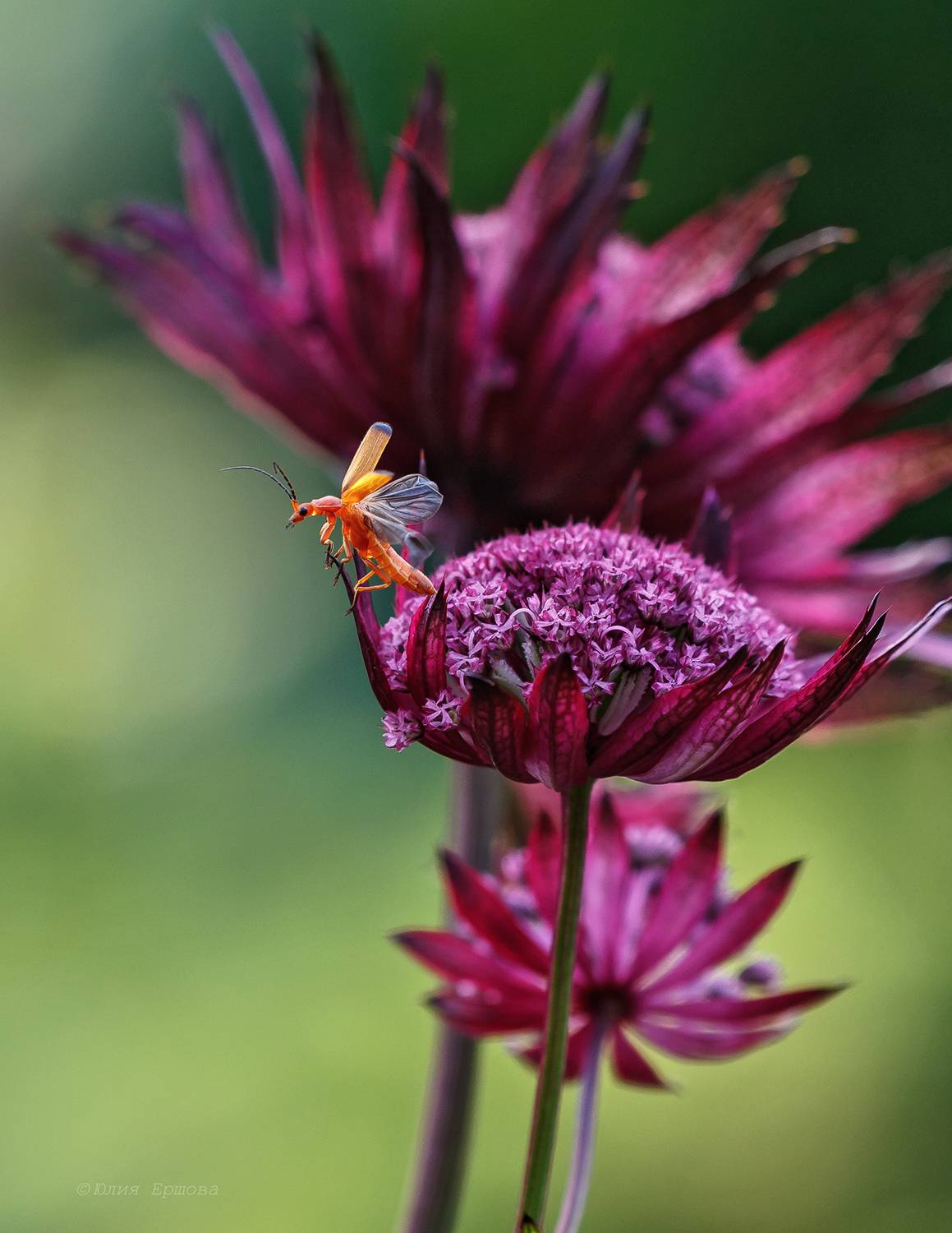 жук-пожарник, Ершова Юлия