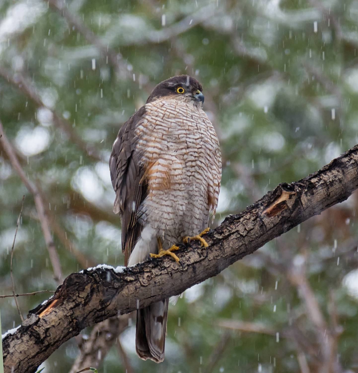птица, ястреб,, Мочалова Марина