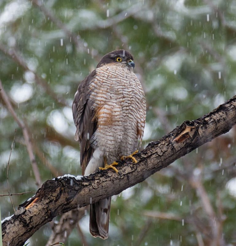 *** фото превью