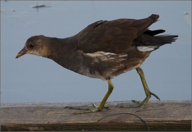 москва, ноябрь, парк, птица Камышница фото превью