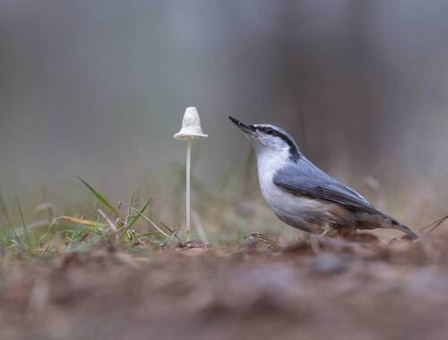 Картинка из леса