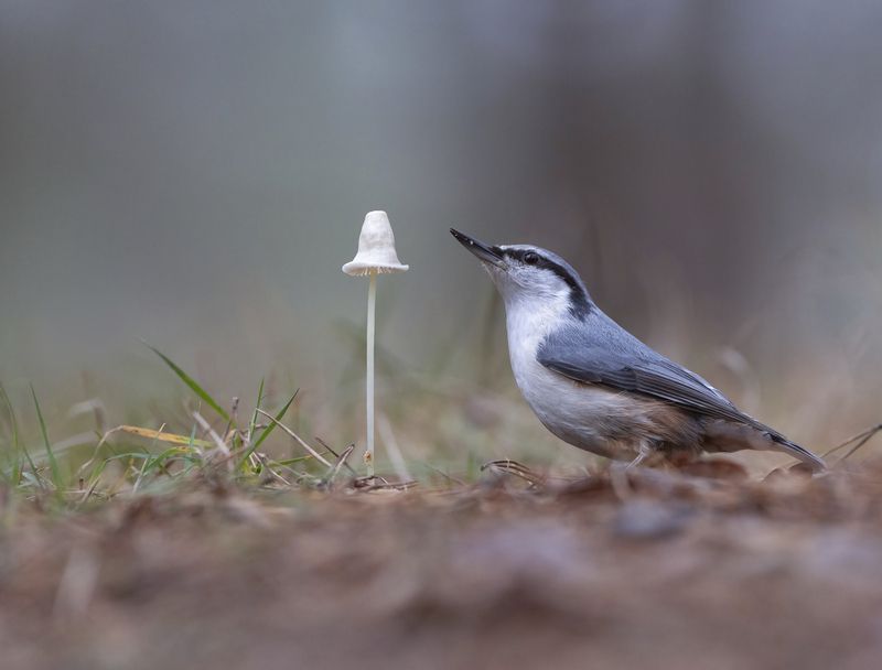 гриб,природа,осень,лес,поползень Картинка из леса фото превью