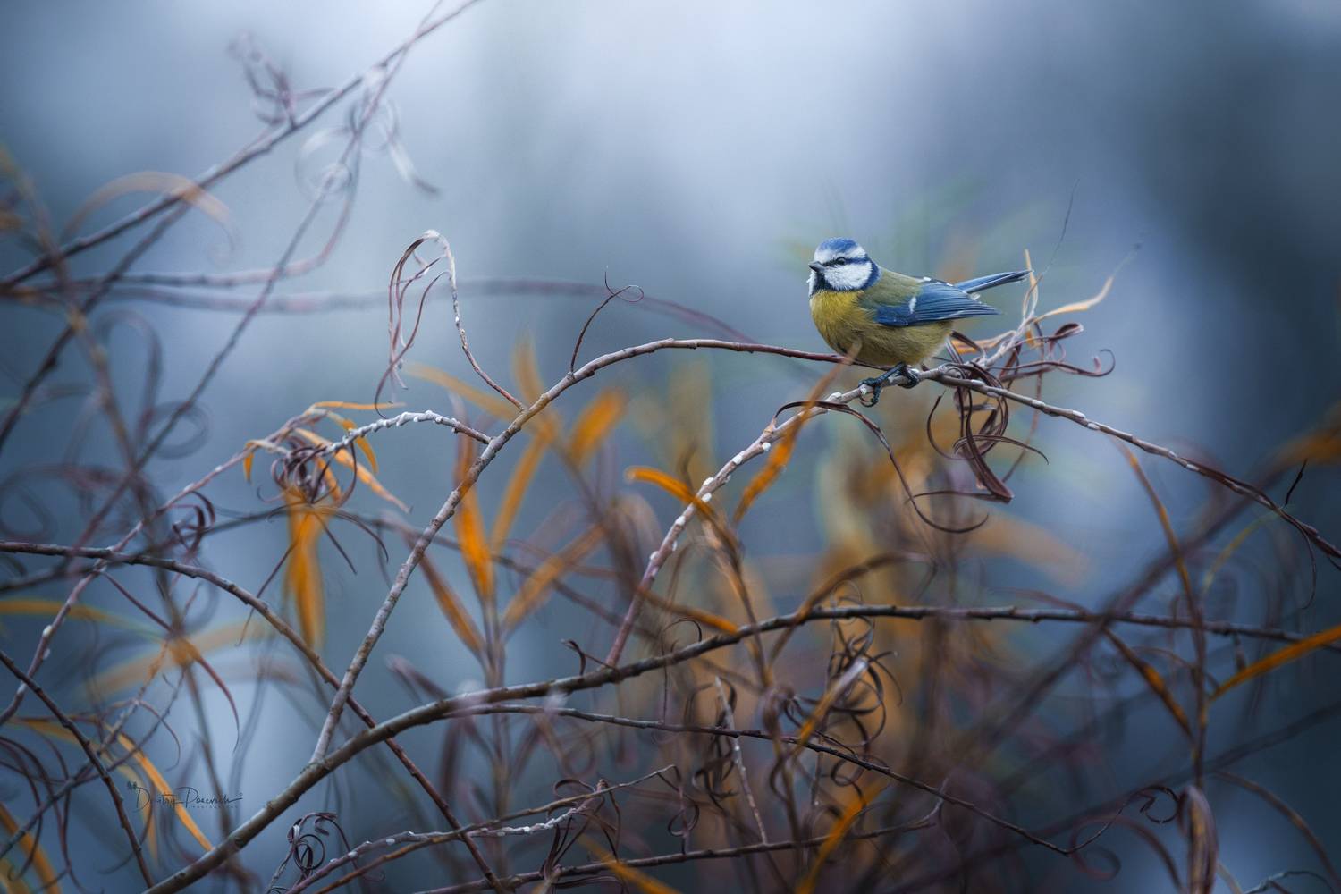 природа, лес, поля, огороды, животные, птицы, макро, Дмитрий Посевич