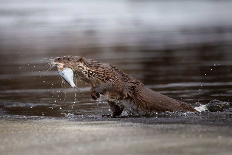 Операция Ы и другие приключения выдры фото превью
