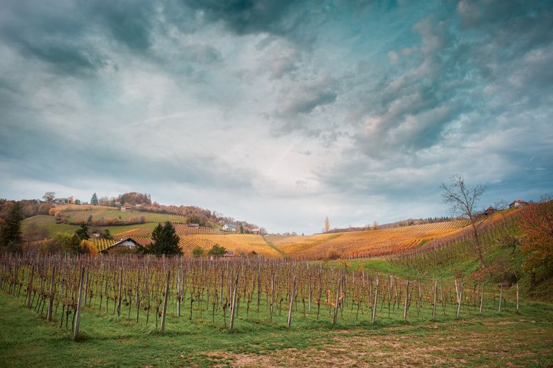 небо виноград лоза виноградник облака деревня осень Виноградники фото превью