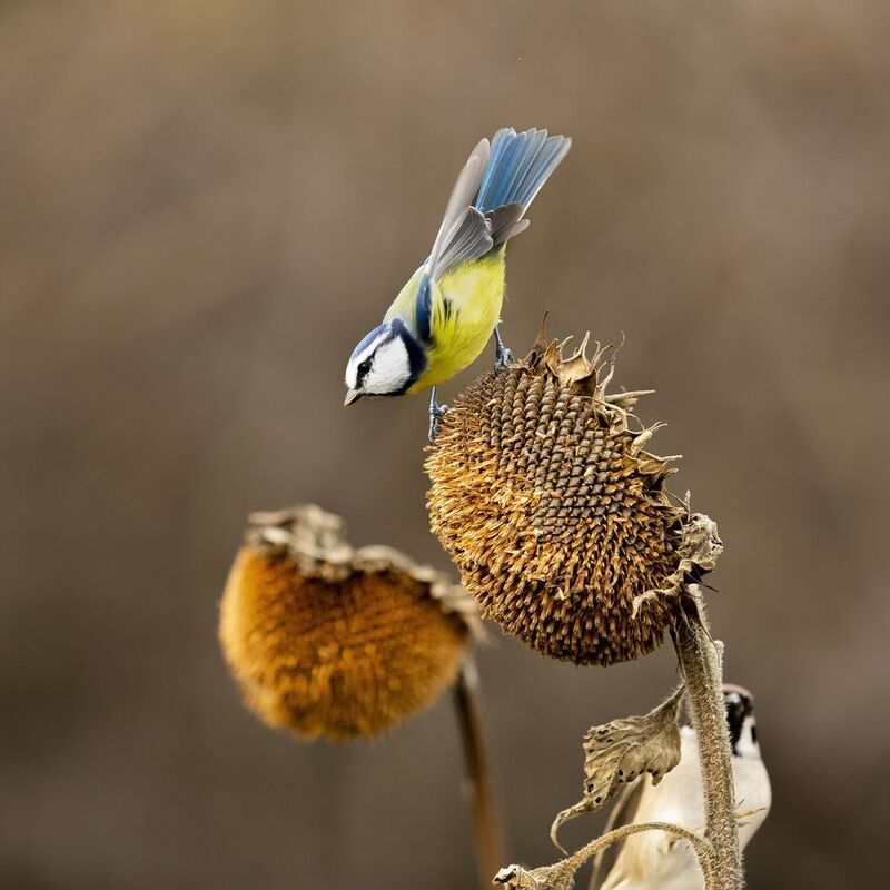 природа *** фото превью