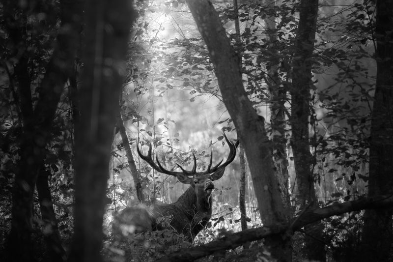 Постой! фото превью