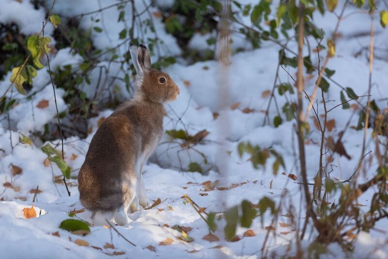 заяц, беляк, лес, природа, новосибирск, осень, октябрь, фотоохота Беляк в октябре фото превью