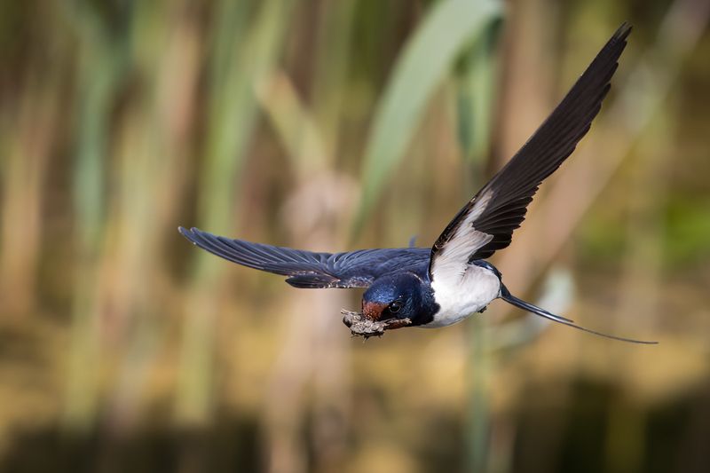 #wildlife #bird Barn swallow фото превью