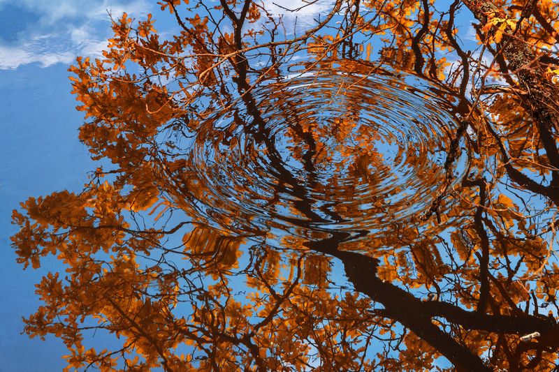 Отраженная природа фото превью