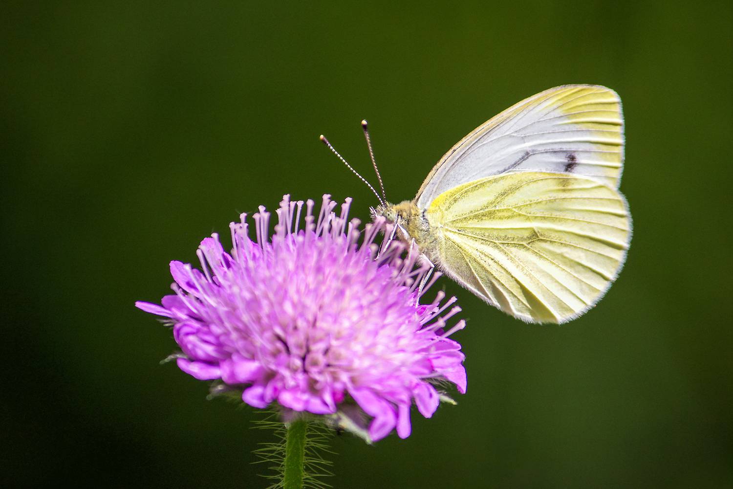 бабочка, капустница, белянка капустная, pieris brassicae, КарОл