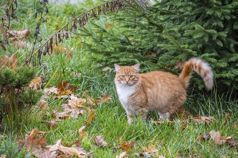 Осенняя прогулка фото превью