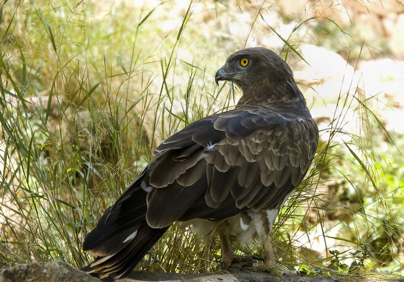 Беркут. фото превью