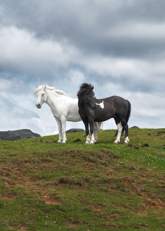 [iceland horses] фото превью