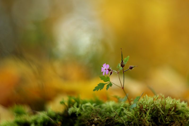 ***** фото превью