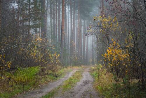 Остатки осени былой