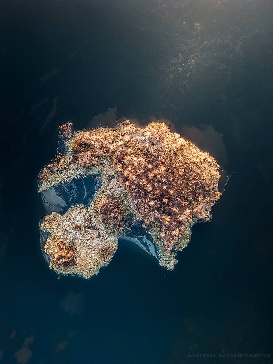 , Антон Кошетаров