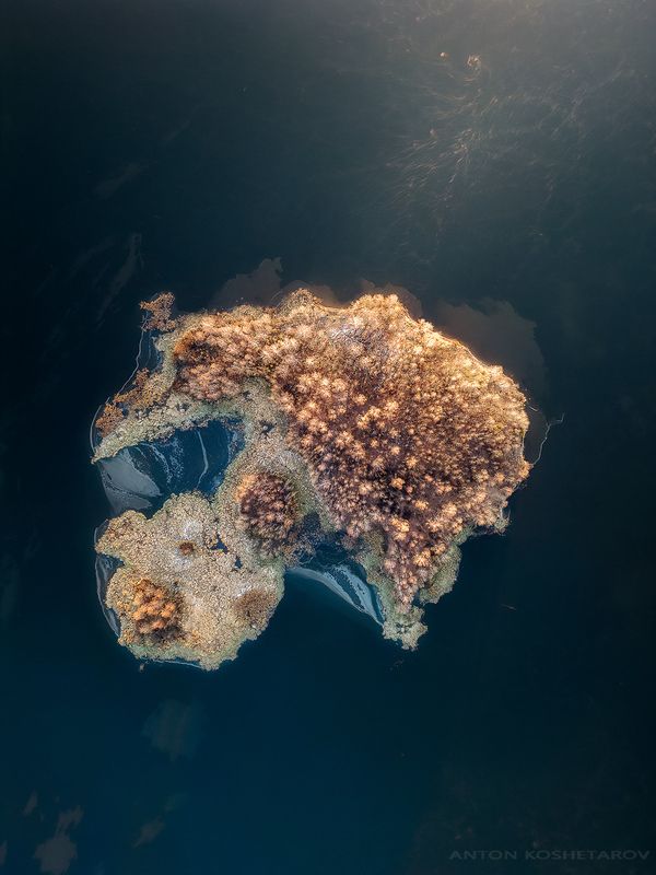 Медуза фото превью