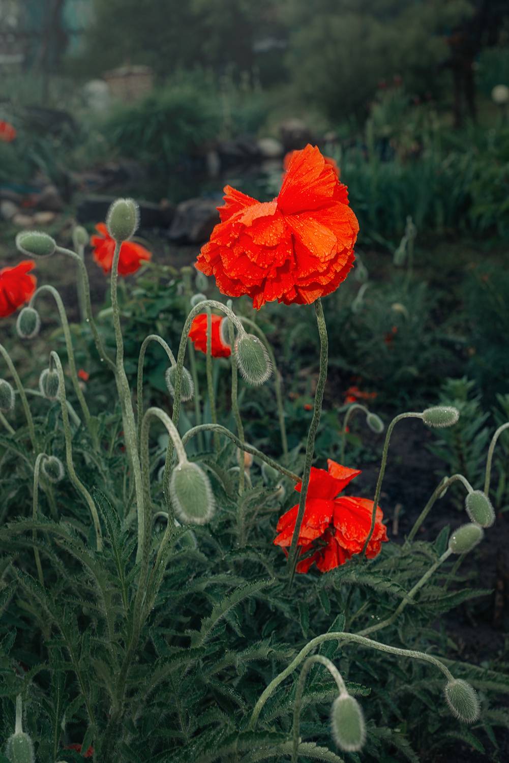 маки дождь лето,  Мария