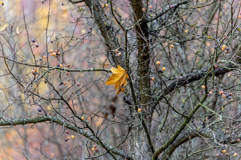 осень Прощание осени фото превью