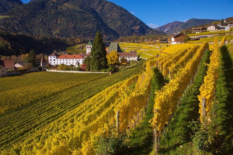 Виноградники фото превью