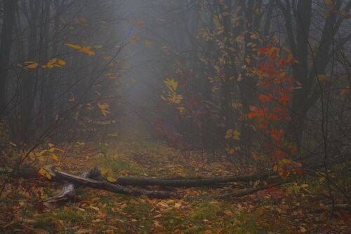 Осенняя аллея