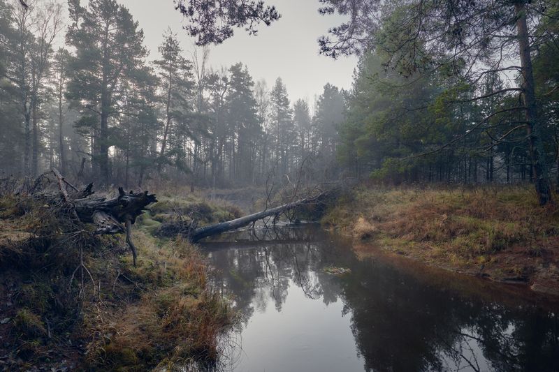 Тих ноябрьский лес  ... фото превью