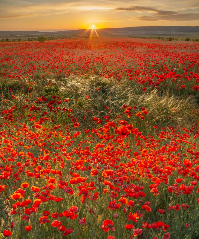 Фототуры с Владимиром Рябковым, #topnature #russpasibo #magic_shots #lovelyRussia #sunset_vision #exclusive_sky  #exclusive_shots #loves_russia2 #photoarena_nature #nature_sultans #nature_perfection #rsa_sky #rsa_sunset #photorussia #rsa_naturepics #sunse Майские маки Крыма. фото превью