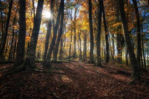 В осеннем лесу.