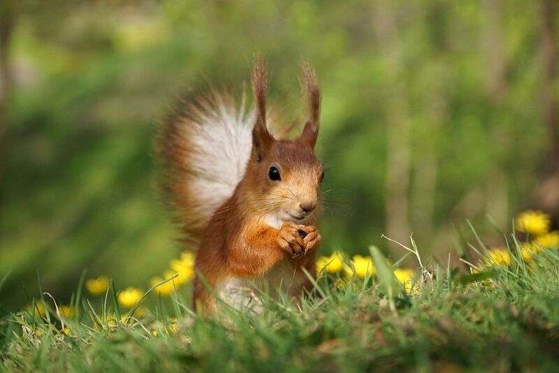 Белка фото превью