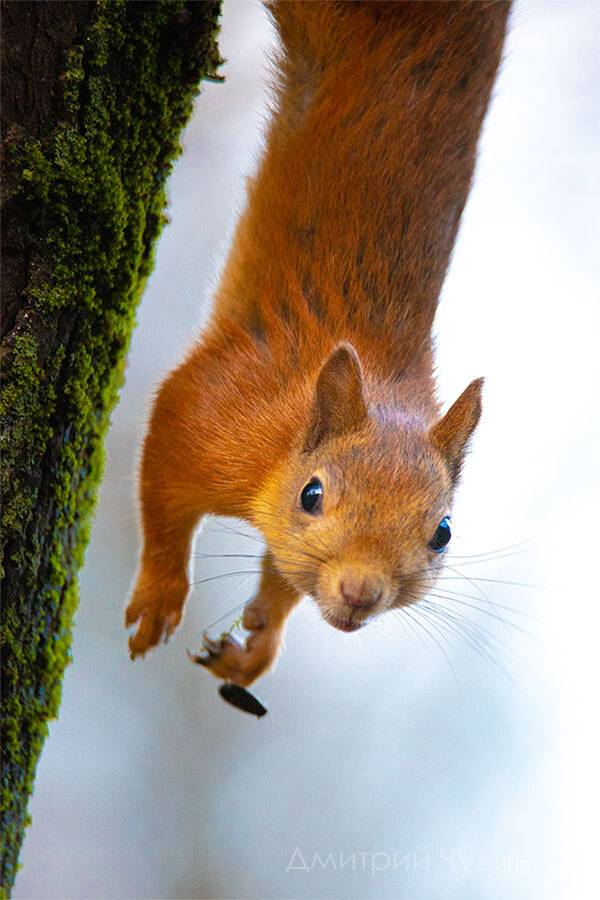 , Чудинин Дмитрий
