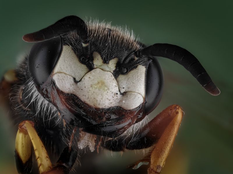 Пчелиный волк. фото превью