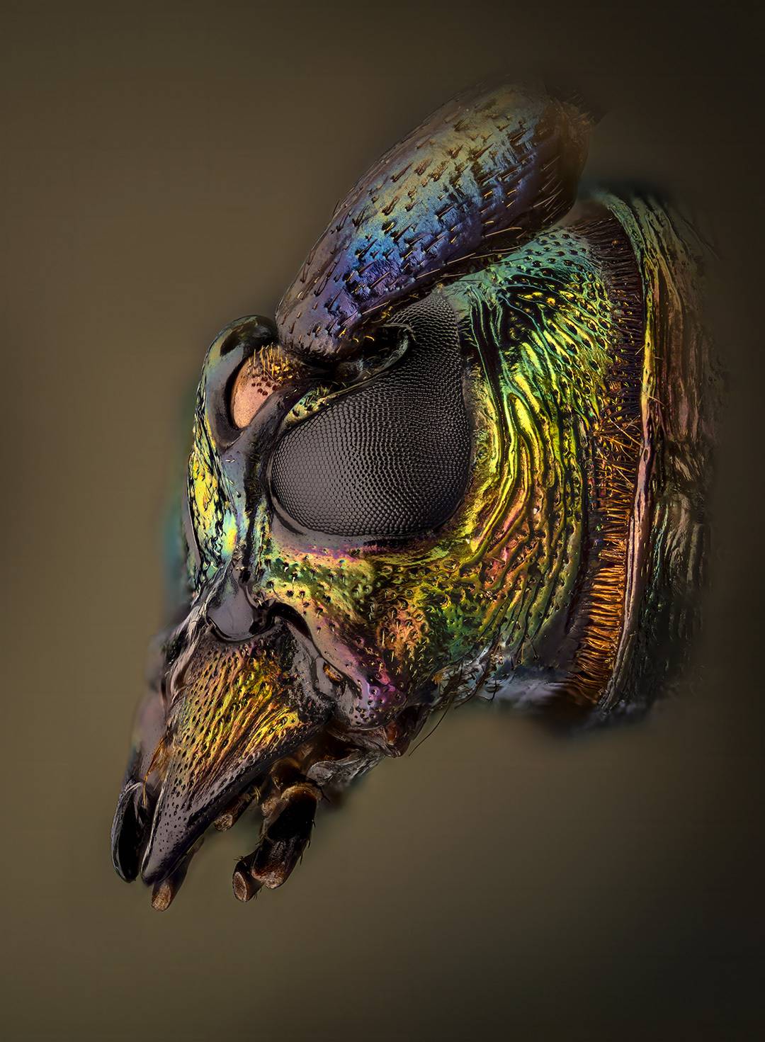 coleoptera, cerambycidae, aromia moshata, Kavaliauskas Eugenijus