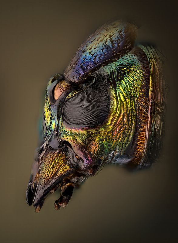 coleoptera, cerambycidae, aromia moshata Усачь фото превью