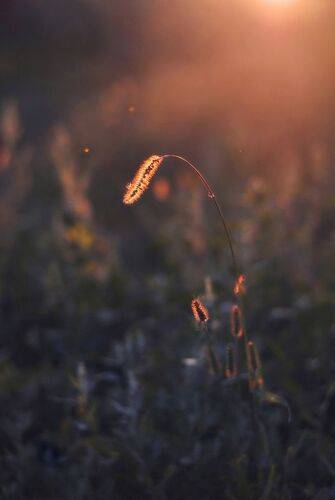 В сонных объятиях вечерних лучей 