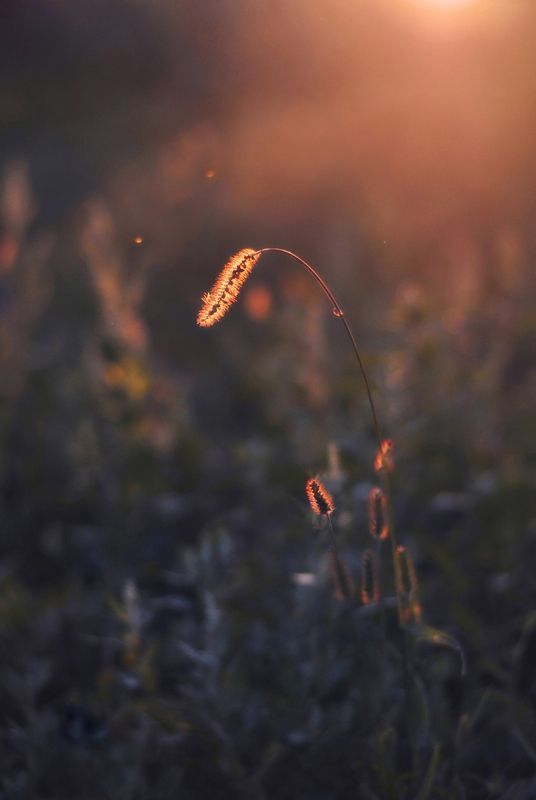 природа, вечер, осень, свет, травы, nature, evening, autumn В сонных объятиях вечерних лучей  фото превью