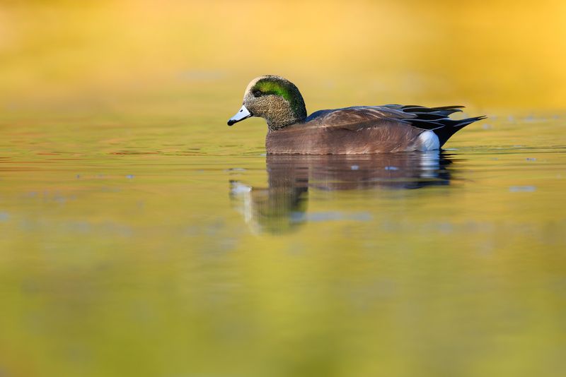 American Wigeon (m) фото превью