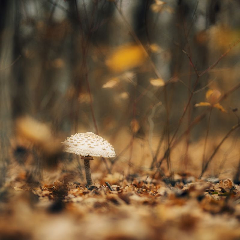гриб, лес, осень, листья, природа, тишина, макро, одиночество, гриб в лесу, осенний свет Гриб в осеннем лесу фото превью