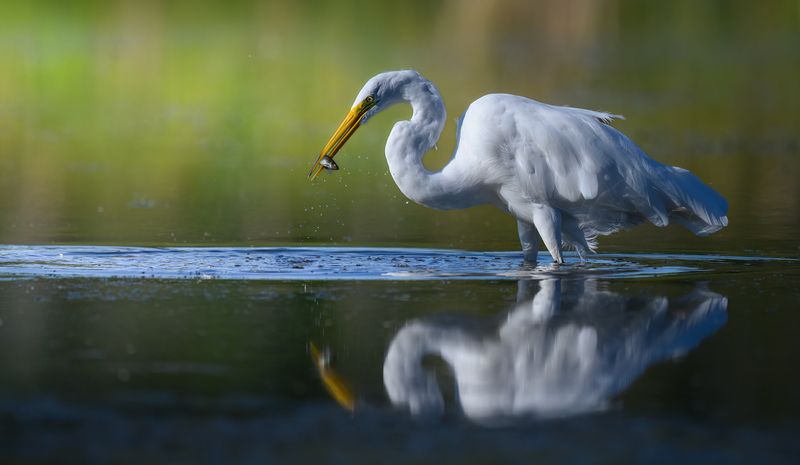 Great egret фото превью
