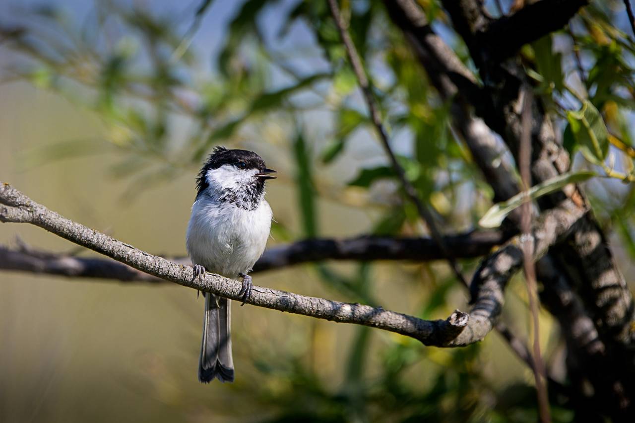 пухляк, птица, Anton