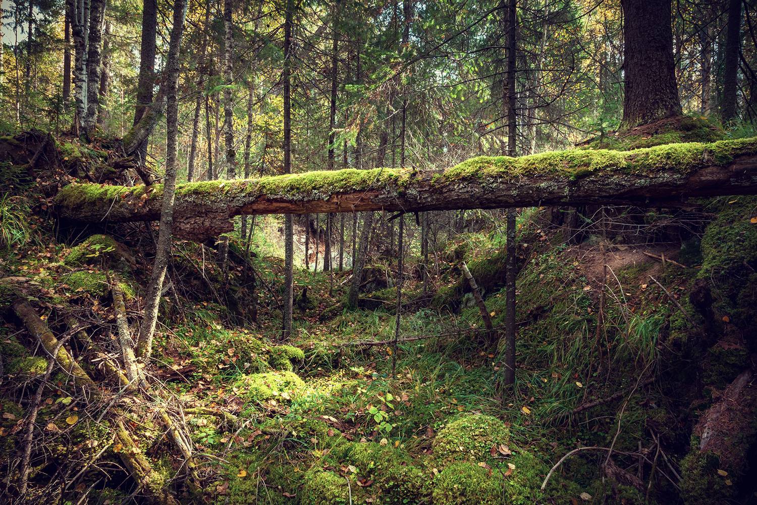 , Андрей Бортников