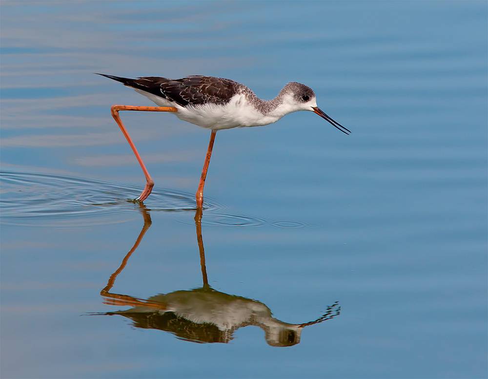 ходулочник, black-winged stilt, israel, birds,израиль, Etkind Elizabeth