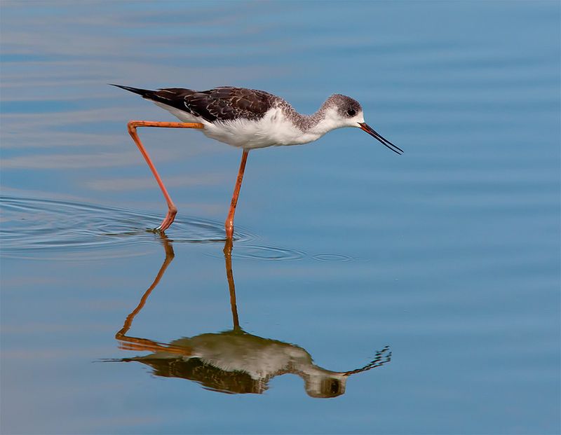 ходулочник, black-winged stilt, israel, birds,израиль Ходулочник -Black-winged stilt фото превью