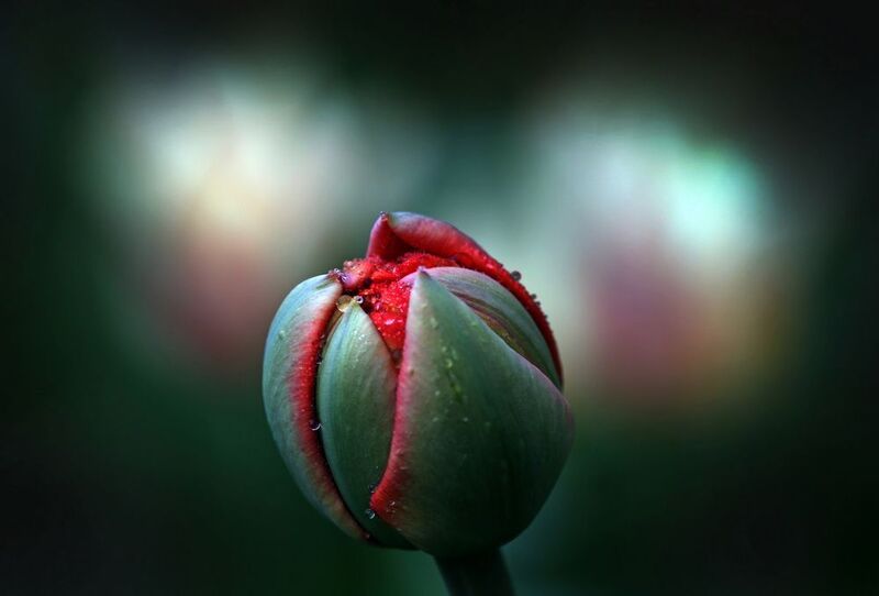 тюльпаны фото превью