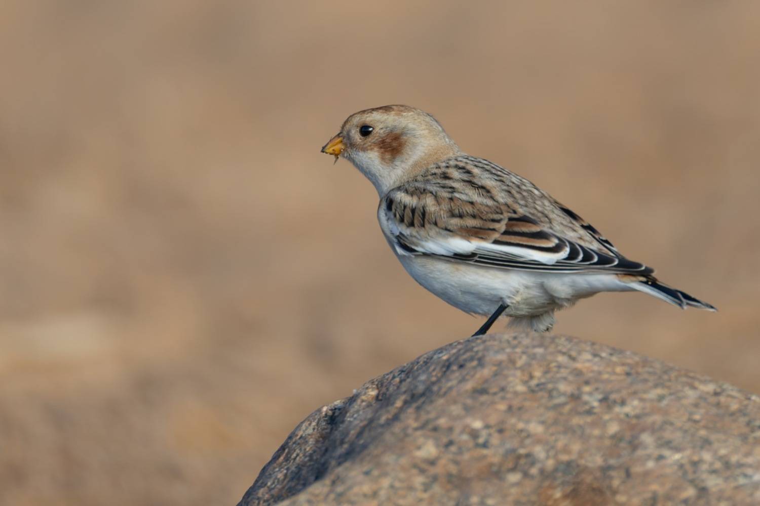 пуночка, снежный подорожник, арктический воробей, воробей, птицы, Ruslan Pl