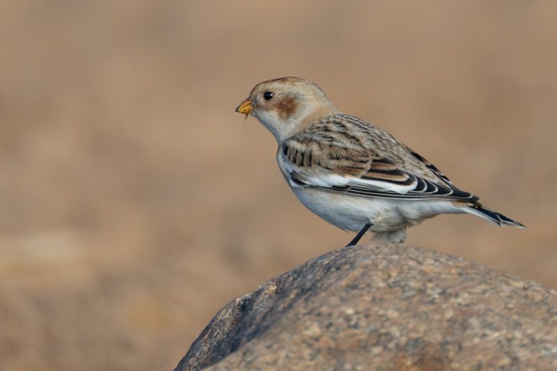 пуночка, снежный подорожник, арктический воробей, воробей, птицы Арктический воробей фото превью