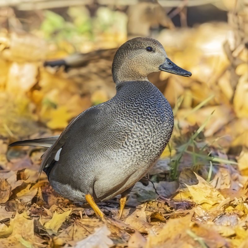 серая утка, утка, птицы, красная книга, осень Серая утка фото превью
